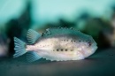 A juvenile lumpfish sits at the bottom of a tank.