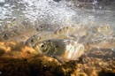 A school of alewives swimming in the water.