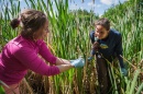 Two researchers collecting samples in a wetland environment for synthetic microbiome research.