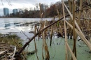 A photo of duckweeds in a pond with a cityscape shown in the background.