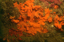 The invasive tunicate Botrylloides violaceus