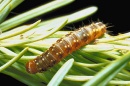 Eastern Spruce Budworm