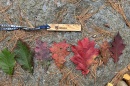 Leaves of a red oak