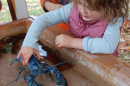 Girl holds blue lobster at UNH Ocean Discovery Day.