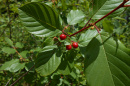 Picture of glossy buckthorn