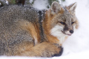 Picture of a gray fox in the snow