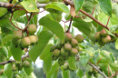 Photo of kiwiberries bunch