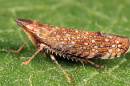 leafhopper insect