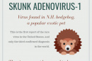 Skunk adnovirus-1 graphic