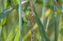 stem rust disease on plant