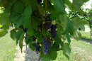 grapes on a vine at University of New Hampshire
