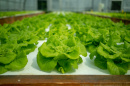 hydroponic lettuce grown at UNH