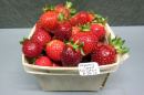 UNH organic strawberry harvest