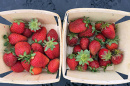 UNH strawberries