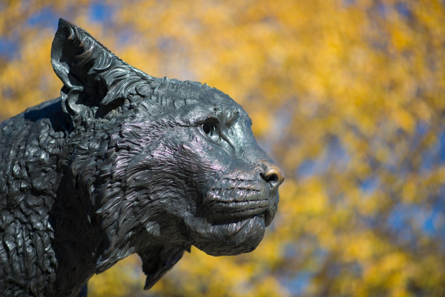 The UNH Wildcat statue 