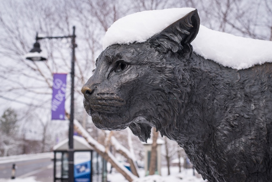 The Wildcat statue in the dead of winter, covered with snow